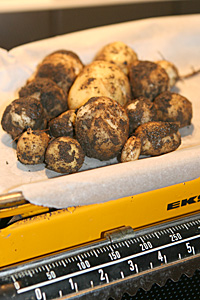 175 g nye kartofler