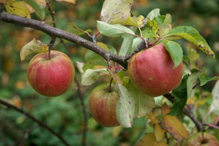 Æblegren med rødkindede æbler