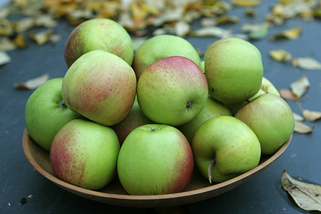 16 æbler til fotografering