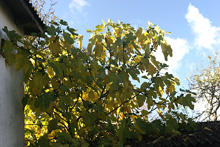 Figentræ i efterårsfarver