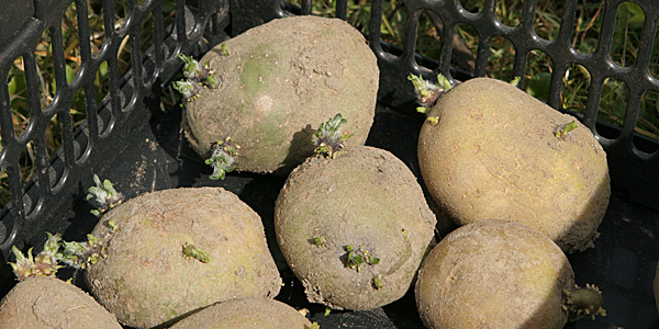 Læggekartofler Revelino