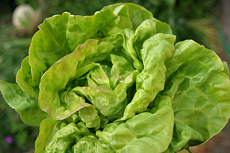 Salat ‘May King’