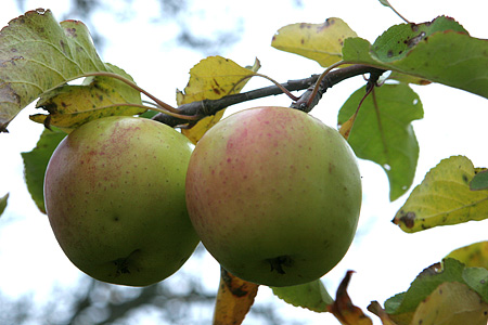 To æbler på en gren