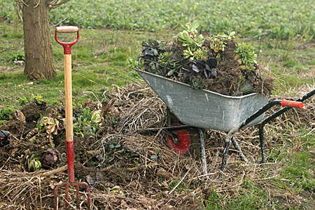 Trillebør med gamle kålstokke til kompost
