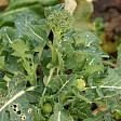 Broccoliplante 6. januar 2005