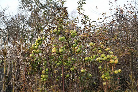 Æbletræ med vinteræbler