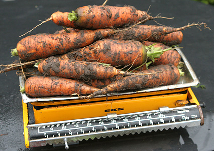 1,8 kg gulerødder