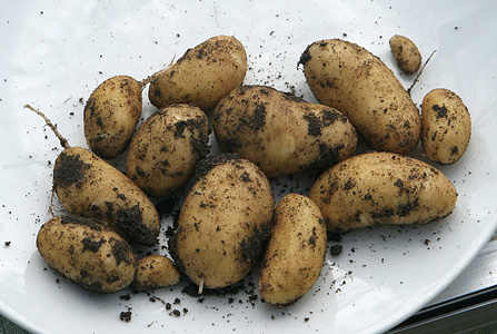 Annabel ny kartofler