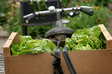 Cykel med to salathoveder