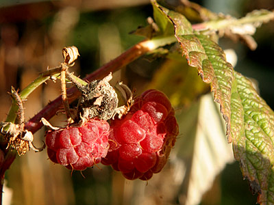 Hindbær i november