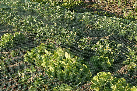 Jordbær og salat under net