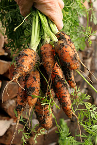 Lange og korte gulerødder