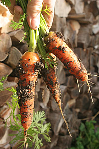 Lange gulerødder