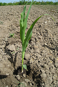 Plantning af majs