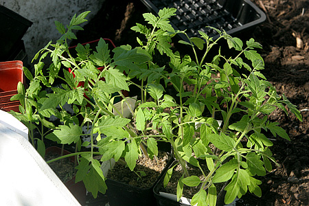 Tomatplanter på pottebordet