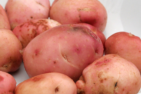 Rød Amerikaner kartofler