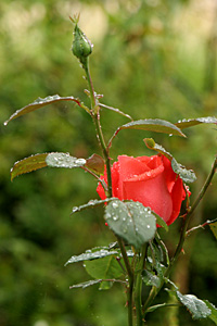 Superstar rose i regnvejr