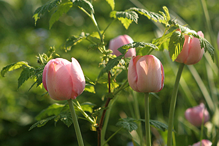 Hindbær og tulipaner