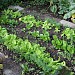 Salatplanter til overvintring
